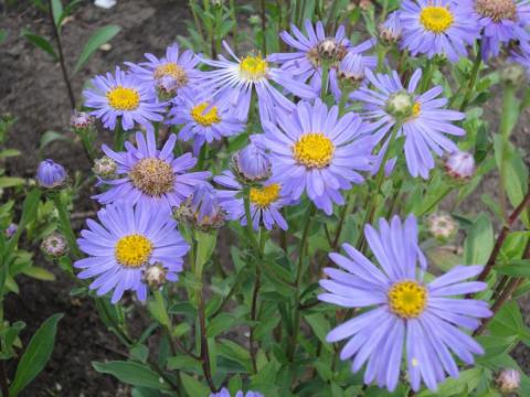 Sommer-Aster Rudolf Goethe