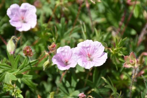 Storchschnabel Apfelblüte