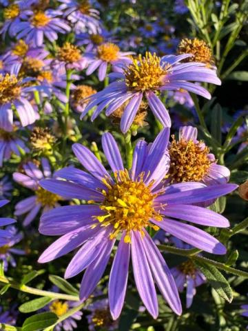 Aster JS Bart