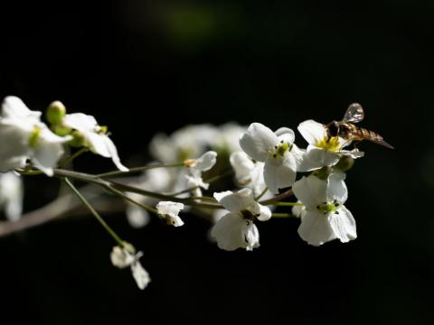 Riesenschleierkraut