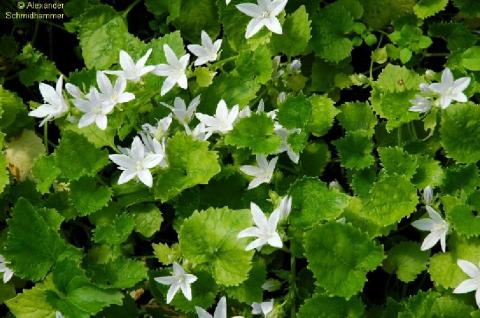 Glockenblume E. H. Frost