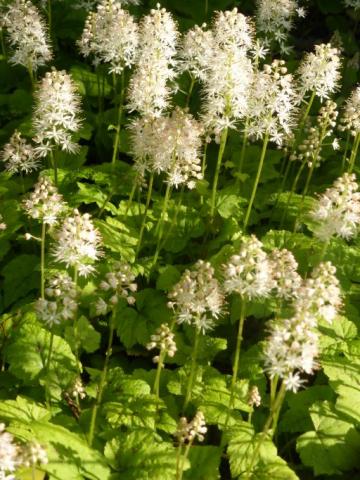 Schaumblüte Moorgrün