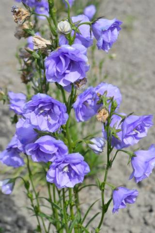 Gefüllte Glockenblume La Belle