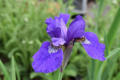 Sibirische Iris Niklassee