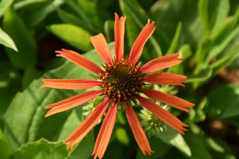 Sonnenhut Orange Skipper
