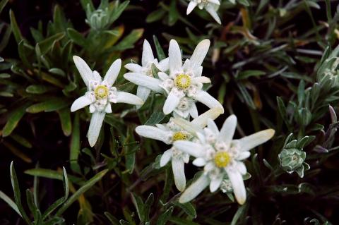 Edelweiss