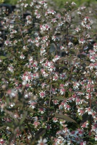 Herbst-Aster Lady in Black