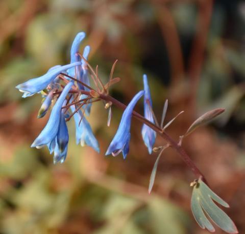 Lerchensporn Porcelain Blue