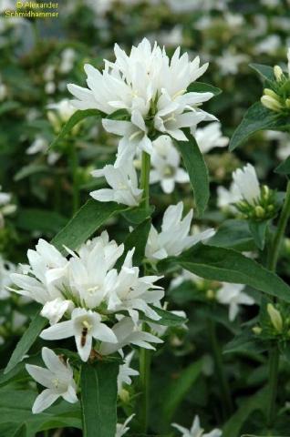 Knäuel-Glockenblume Alba