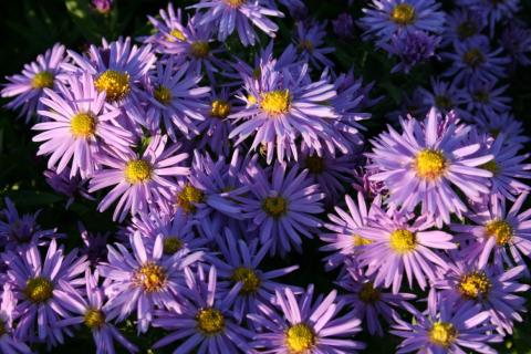 Kissen-Aster Prof. Anton Kippenberg