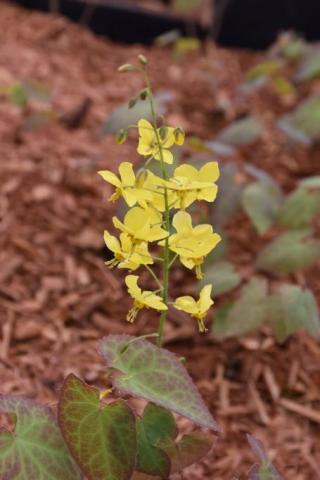 Elfenblume Frohnleiten