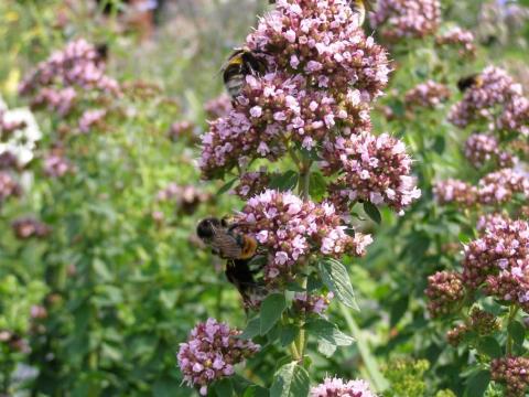 Oregano