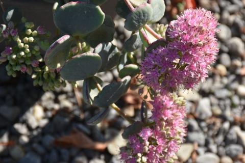 Oktober-Fettblatt Oktober-Fettblatt