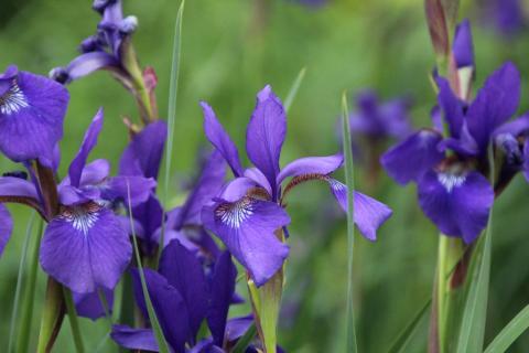 Sibirische Iris Caesar