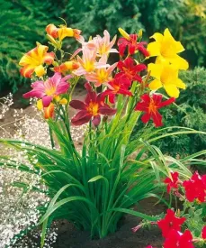 Winterharte Wüstenrose Blumenzwiebel - Mehrjährig & Pflegeleicht