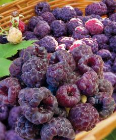 Brombeeren > Beerenobst STARKL Der starke Gärtner STARKL